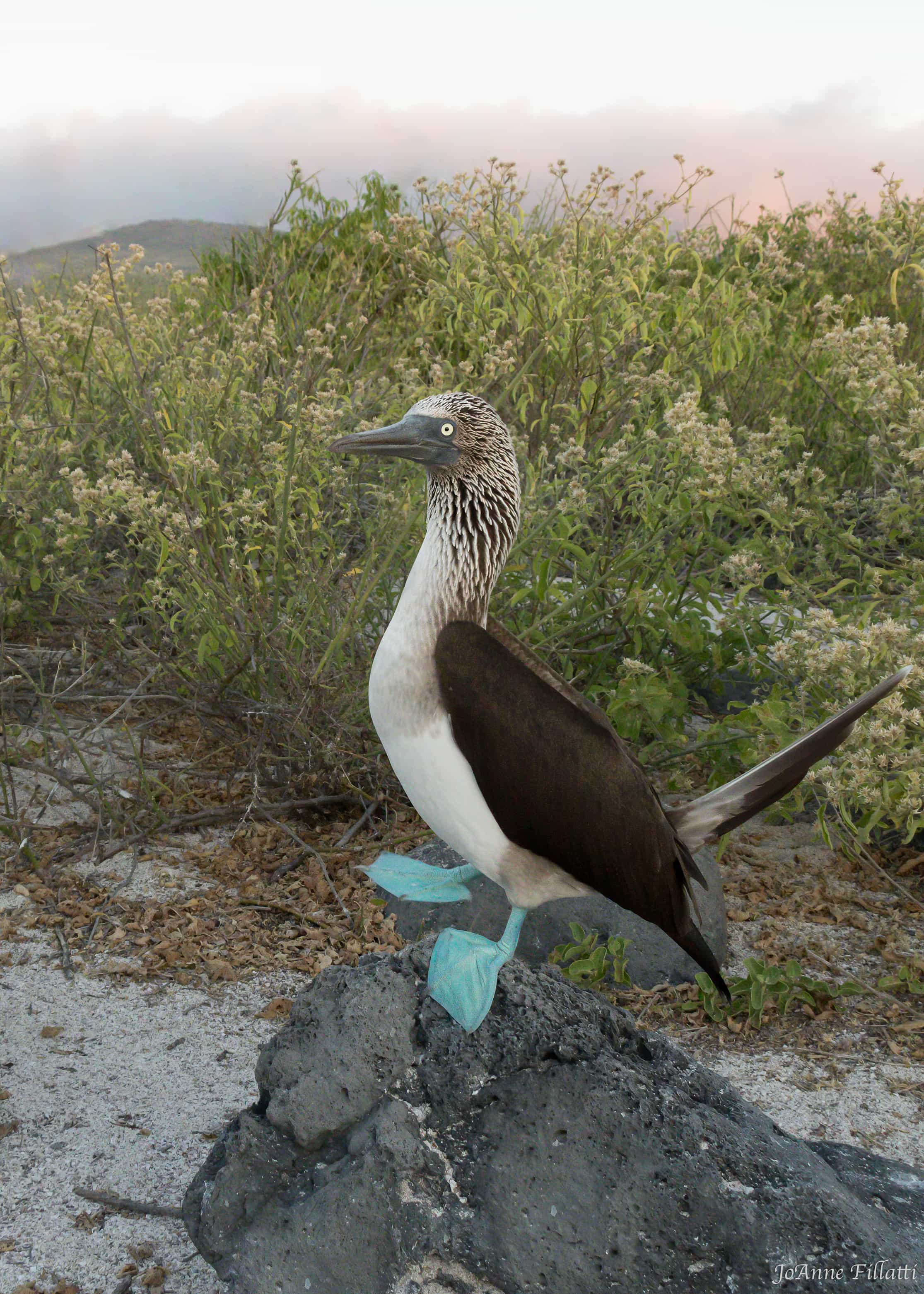 bird of galapagos image 29